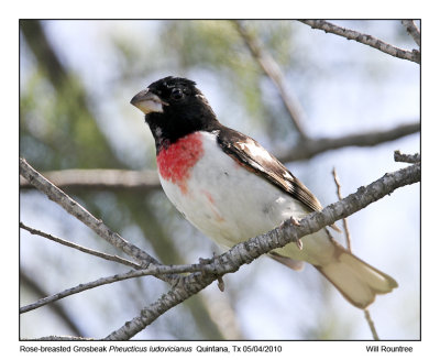 IMG_0684_RosebreastGrosbeak_10x72.jpg