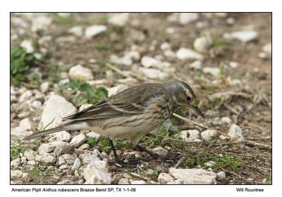 IMG_6106_AmPipit_12x72.jpg