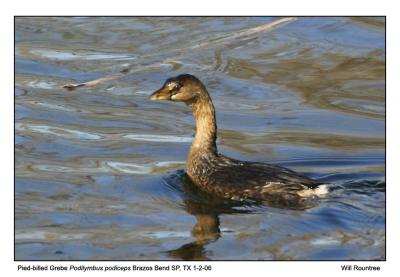 IMG_6406_PbGrebe_12x72.jpg