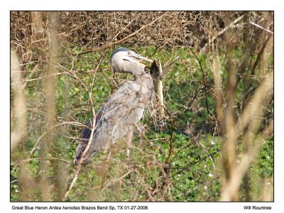 img_7053_GbHeron_12x72.jpg