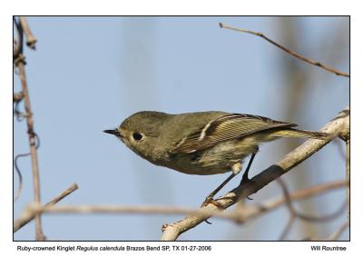 img_7144_RcKinglet_12x72.jpg