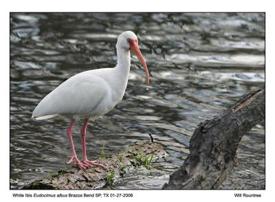 img_7199_WIbis_72x12.jpg