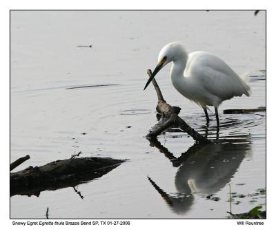 img_7205_SnoEgret_12x72.jpg