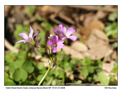 img_7255_VWoodSorrel_12x72.jpg