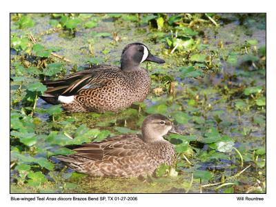 img_7189_91_BwTeal_12x72.jpg