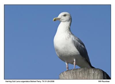 img_7360_HerrGull_12x72.jpg