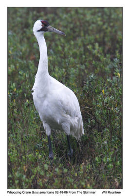 img_8053_Whooper_12x72.jpg