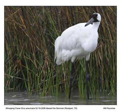 img_8095_Whooper_12x72.jpg