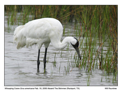 img_8117_Whooper_12x72.jpg