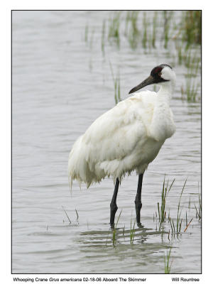 img_8161_Whooper_12x72.jpg