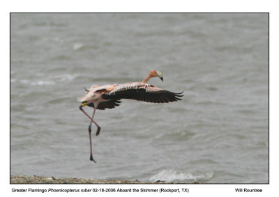 Img_8244_GFlamingo_12x72.jpg