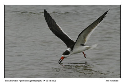 img_8349_BlkSkimmer_12x72.jpg