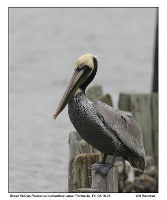 img_8449_BrnPelican_12x72.jpg