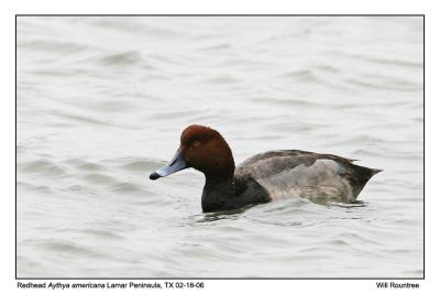 img_8455_Redhead_12x72.jpg
