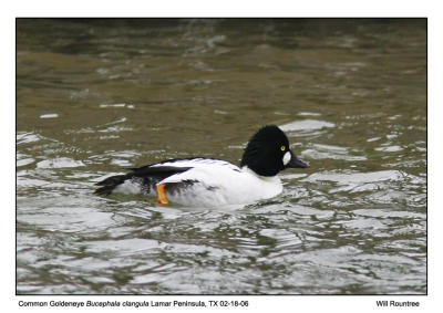 img_8496_ComGoldeneye_12x72.jpg