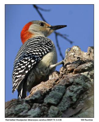 img_8540_RbWoodpecker_12x72.jpg
