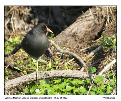 IMG_8552_CMoorhen_12x72.jpg