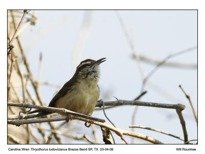 IMG_8563_CarWren_12x72.jpg