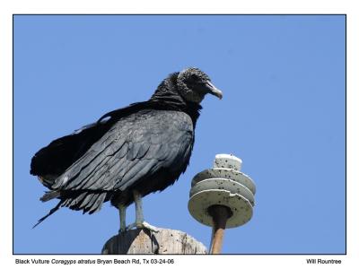 IMG_9354_BlkVulture_12x72.jpg