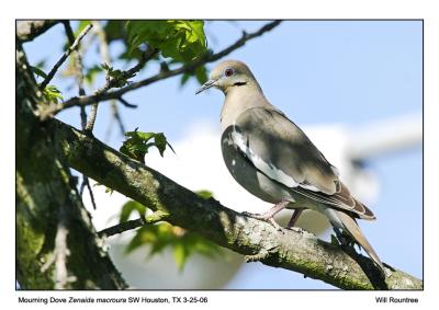 IMG_9364_WwDove_12x72.jpg