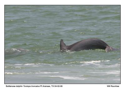 img_9390_BnDolphin_12x72.jpg