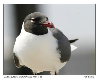 img_9394_LGull_12x72.jpg