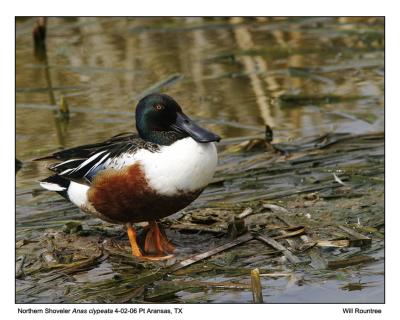 img_9442_NShoveler_12x72.jpg