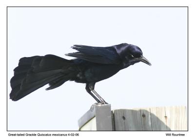 img_9609_GtGrackle_12x72.jpg