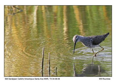 img_10296_StiltSandpiper_12x72.jpg