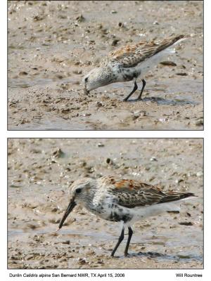 IMG_30277_Dunlin_12x72.jpg