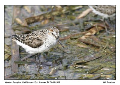 img_9458_WSandpiper_12x72.jpg
