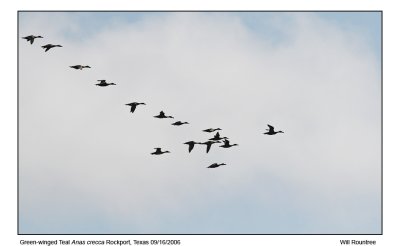 img_5465_GwTeal_13x72.jpg