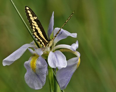 _MG_2099_Swallowtail.jpg