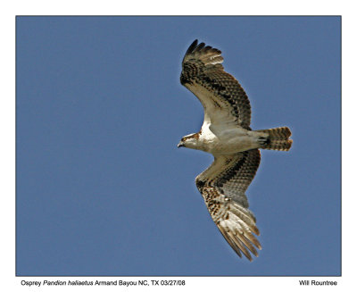 Img_2178_Osprey_11x100.jpg