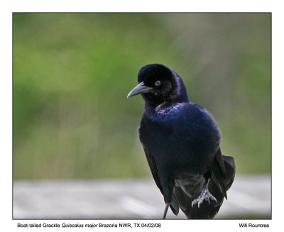 img_2485_BtGrackle_11x100.jpg