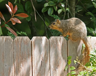 _MG_2674_FoxSquirrel_11x100.jpg