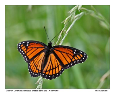 _MG_2789_Viceroy_11x100.jpg