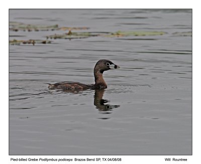 _MG_2875_Pied-billGrebe_11x100.jpg