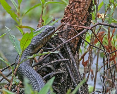 IMG_2957_YbWatersnake_11x100.jpg