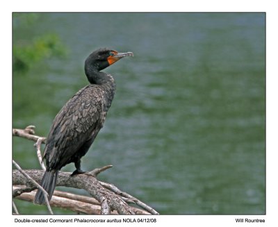 img_3299_DcCormorant_11x100.jpg