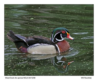 img_3462_WoodDuck_11x100.jpg