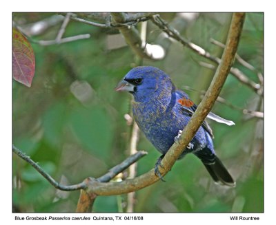 img_3833_BlueGrosbeck_11x100.jpg