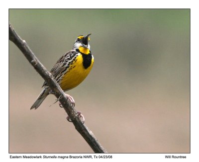 _MG_4445_EMeadowlark_11x100.jpg