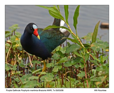 img_5255_PGallinule_11x100.jpg