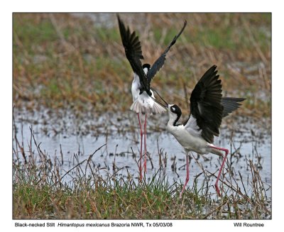 img_5296_BnStilt_11x100.jpg