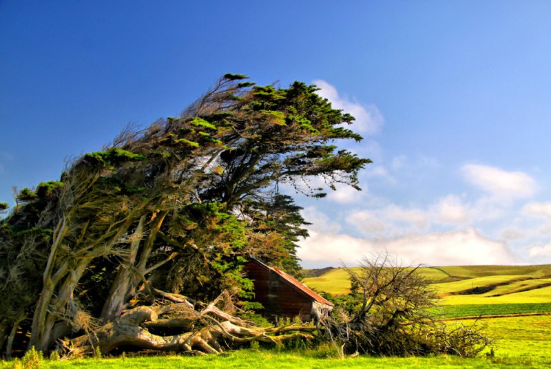 Windswept trees