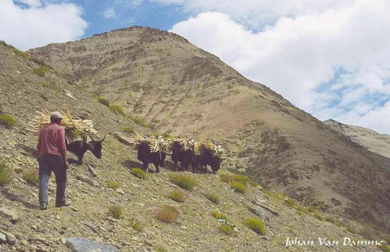 Ladakh (78).jpg