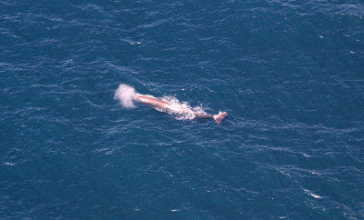 Whale from the air
