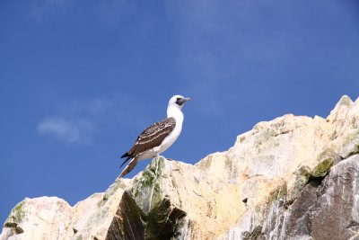 Ballestas Islands