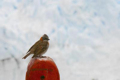 Glaciar Perito Moreno